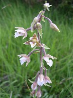 /album/le-jardin-des-marnes/epipactis-palustris-jpg/